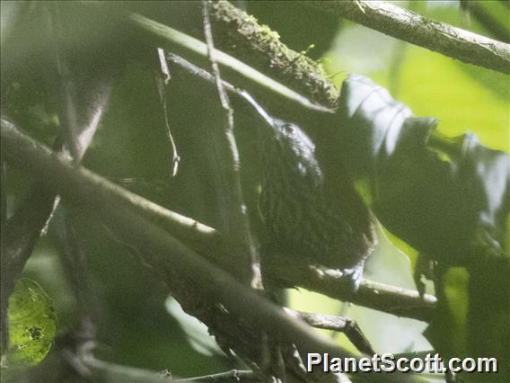 Stripe-breasted Wren (Cantorchilus thoracicus)