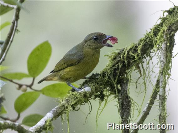 Olive-backed Euphonia (Euphonia gouldi)