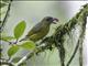 Olive-backed Euphonia (Euphonia gouldi) - Female