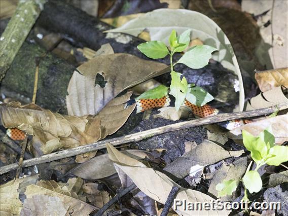 Costa Rican Coralsnake (Micrurus mosquitensis)