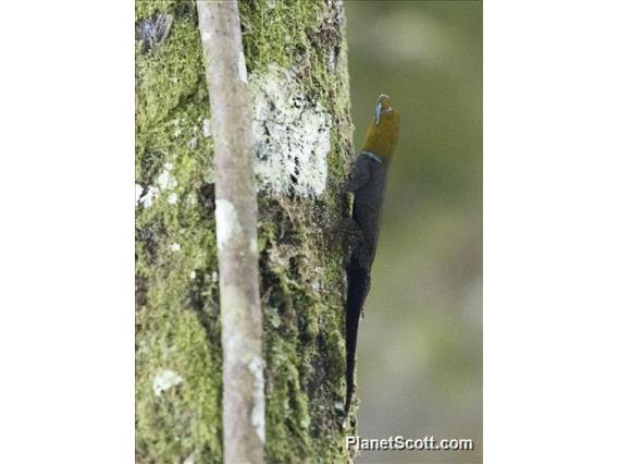 Yellow-headed Gecko (Gonatodes albogularis)