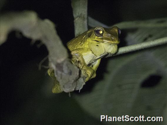 Mosquito Coast Tree Frog (Smilisca manisorum)