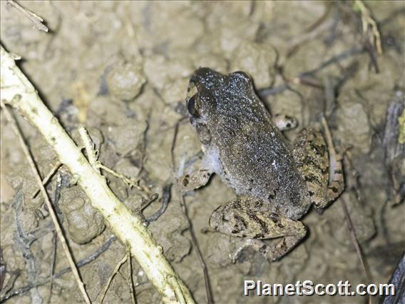 Bransford's Litter Frog (Craugastor bransfordii)