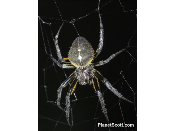 Orbweaver Spider (Eriophora sp)