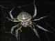 Orbweaver Spider (Eriophora sp)