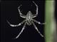 Orbweaver Spider (Eriophora sp)