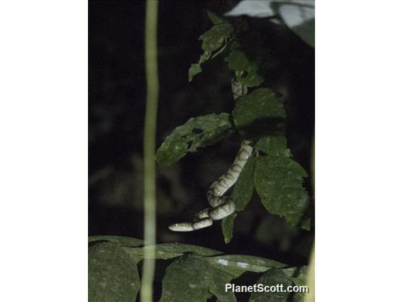 Ringed Tree Boa (Corallus annulatus)