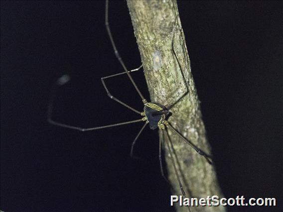 Pied Harvestman (Cynorta marginalis)