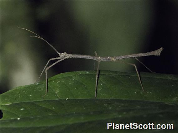 Walking Stick (Pseudophasmatidae sp)