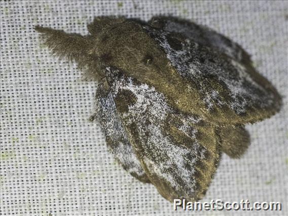 Lappet Moth (Euglyphis rundala)