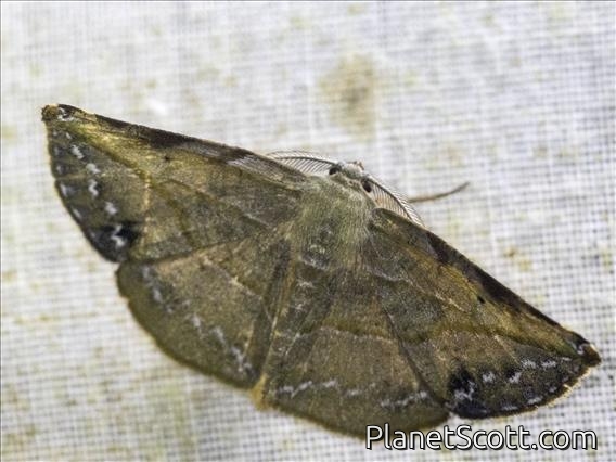 Geometer Moth (Ennominae sp)