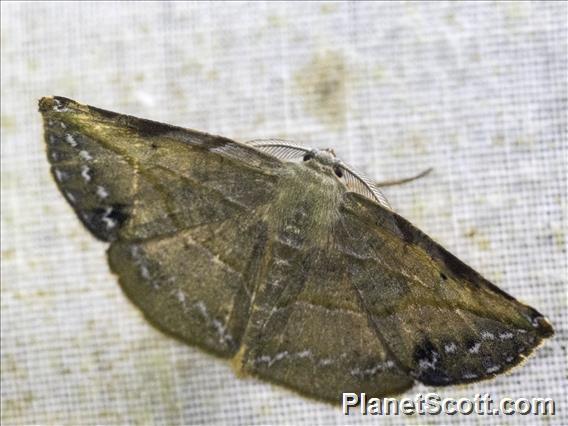 Geometer Moth (Geometridae sp)