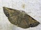 Geometer Moth (Ennominae sp)