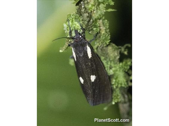 Prominent Moth (Tithraustes noctiluces)