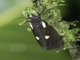 Pyraloid Snout Moth (Pyraloidea sp)