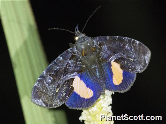 Fruit-piercing Moth (Ferenta stolliana)