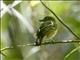 Black-crowned Antshrike (Thamnophilus atrinucha) - Male