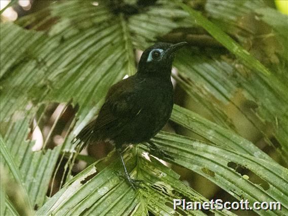 Chestnut-backed Antbird (Poliocrania exsul)