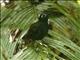 Chestnut-backed Antbird (Poliocrania exsul)