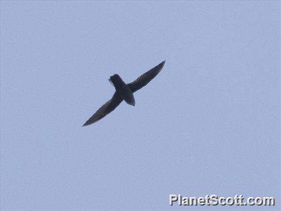 Gray-rumped Swift (Chaetura cinereiventris)