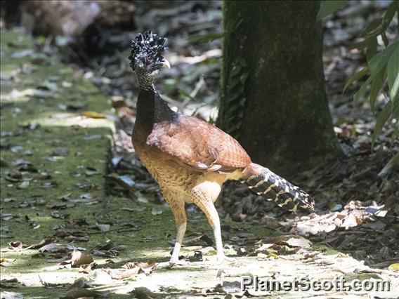 Great Curassow (Crax rubra)