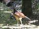 Great Curassow (Crax rubra) - Female