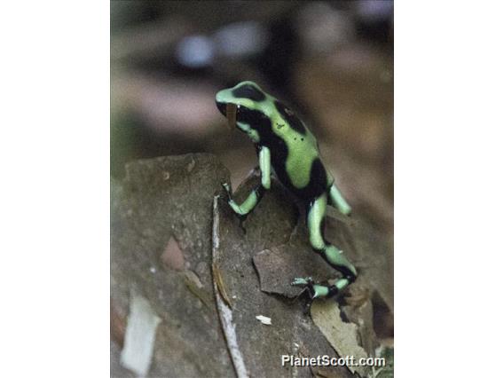 Green and Black Poison Dart Frog (Dendrobates auratus)