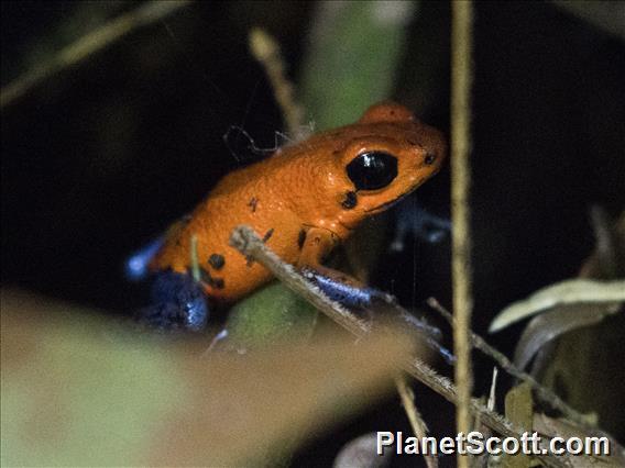 Strawberry Poison Dart Frog (Oophaga pumilio)