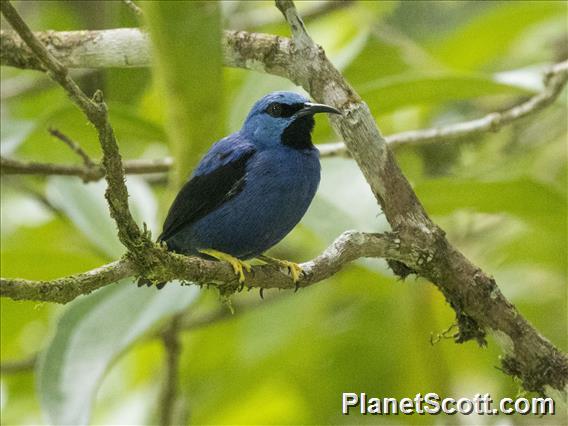 Shining Honeycreeper (Cyanerpes lucidus)