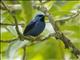 Shining Honeycreeper (Cyanerpes lucidus)