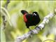 Scarlet-rumped Tanager (Ramphocelus passerinii) - Male