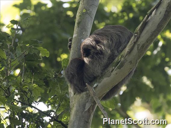 Brown-throated Three-toed Sloth (Bradypus variegatus)