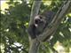 Brown-throated Three-toed Sloth (Bradypus variegatus)