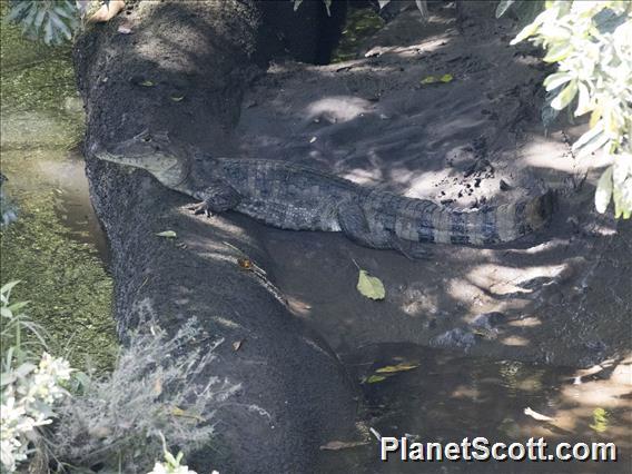 Spectacled Caiman (Caiman crocodilus)