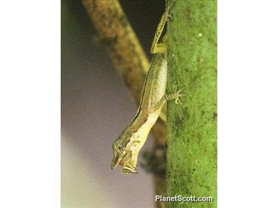 Border Anole (Anolis limifrons)