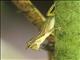 Border Anole (Anolis limifrons)