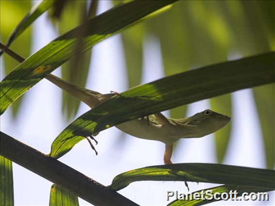 Neotropical Green Anole (Anolis biporcatus)