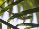 Neotropical Green Anole (Anolis biporcatus)