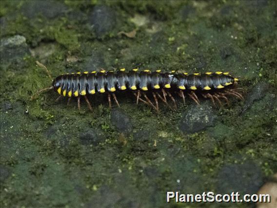 Chondrodesmus Millipede (Chondrodesmus sp)