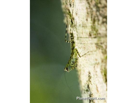 Lichen Mantis (Liturgusa sp)