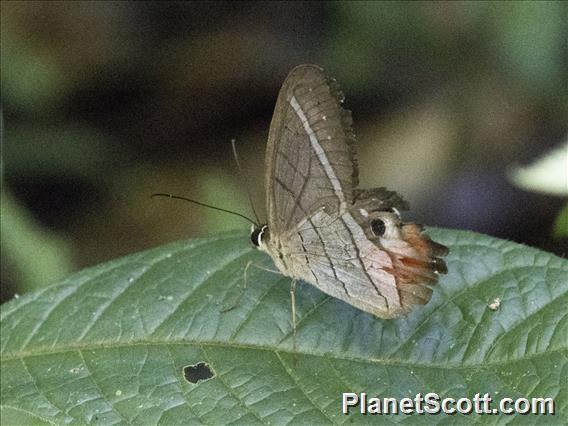 Red-washed Satyr (Pierella helvina)