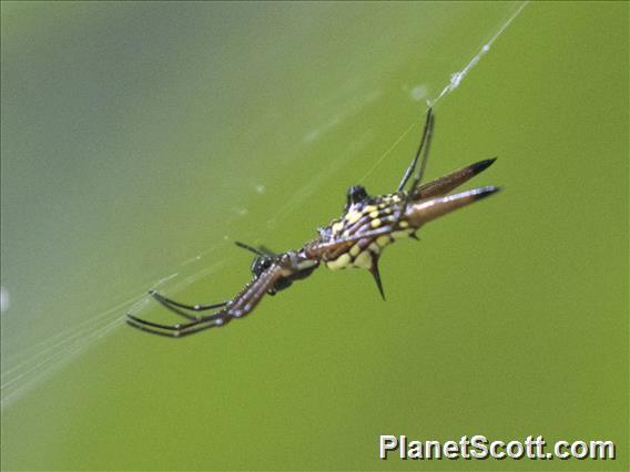 Micrathena Orbweaver (Micrathena brevipes)