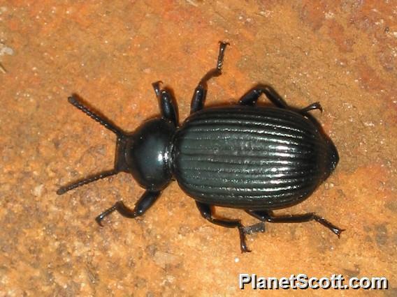 Long-jointed Beetle (Catamerus revoili)