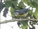 Bananaquit (Coereba flaveola)