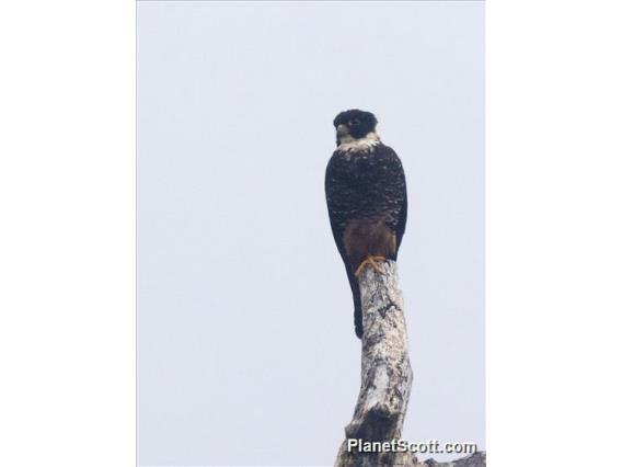 Bat Falcon (Falco rufigularis)