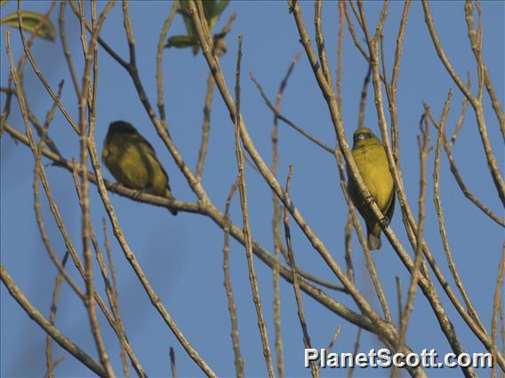 Yellow-crowned Euphonia (Euphonia luteicapilla)