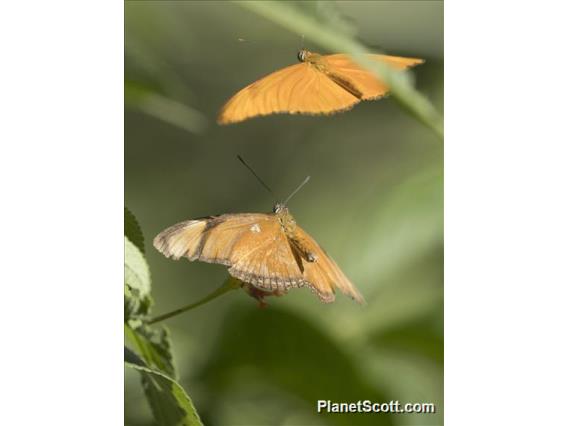 Julia Heliconian (Dryas iulia)