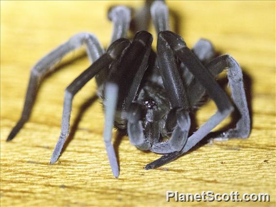 Crevice Weaver (Kukulcania sp)