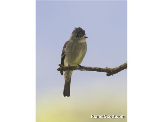 Eastern Wood-Pewee (Contopus virens)