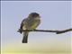 Eastern Wood-Pewee (Contopus virens)